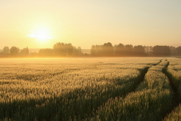 AASA Releases Rural Education Achievement Program (REAP) Survey Report